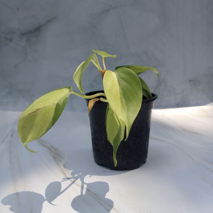 philodendron brasil variegated houseplant